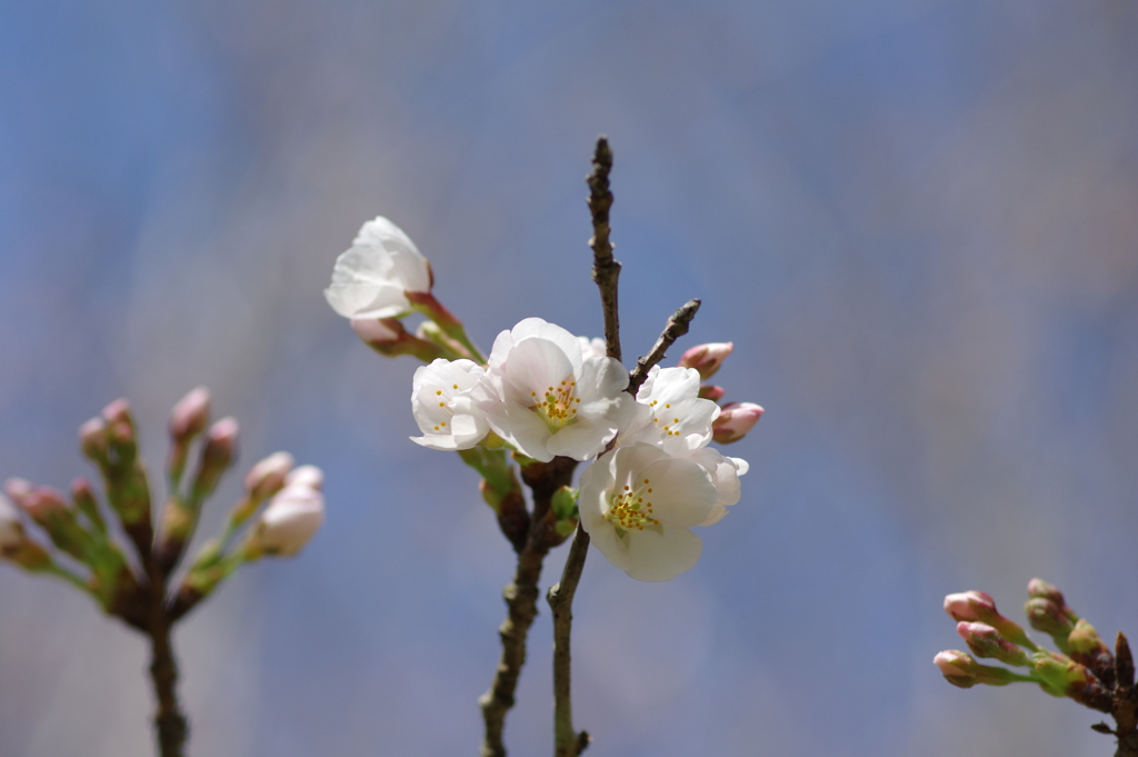 いつもの花見スポットで
