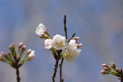 いつもの花見スポットで