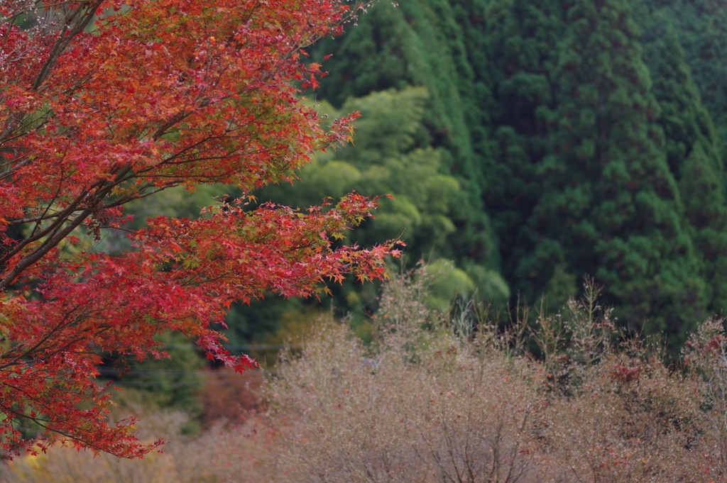 親子で紅葉狩り
