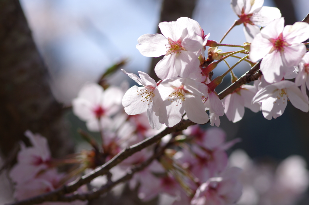 朝の花見