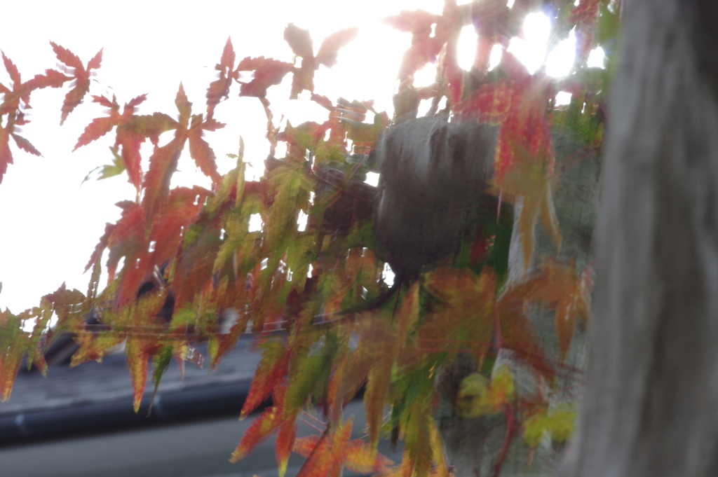 きれいな紅葉とはならず