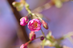 河津桜2020