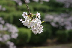 今年の桜は見頃が撮れず