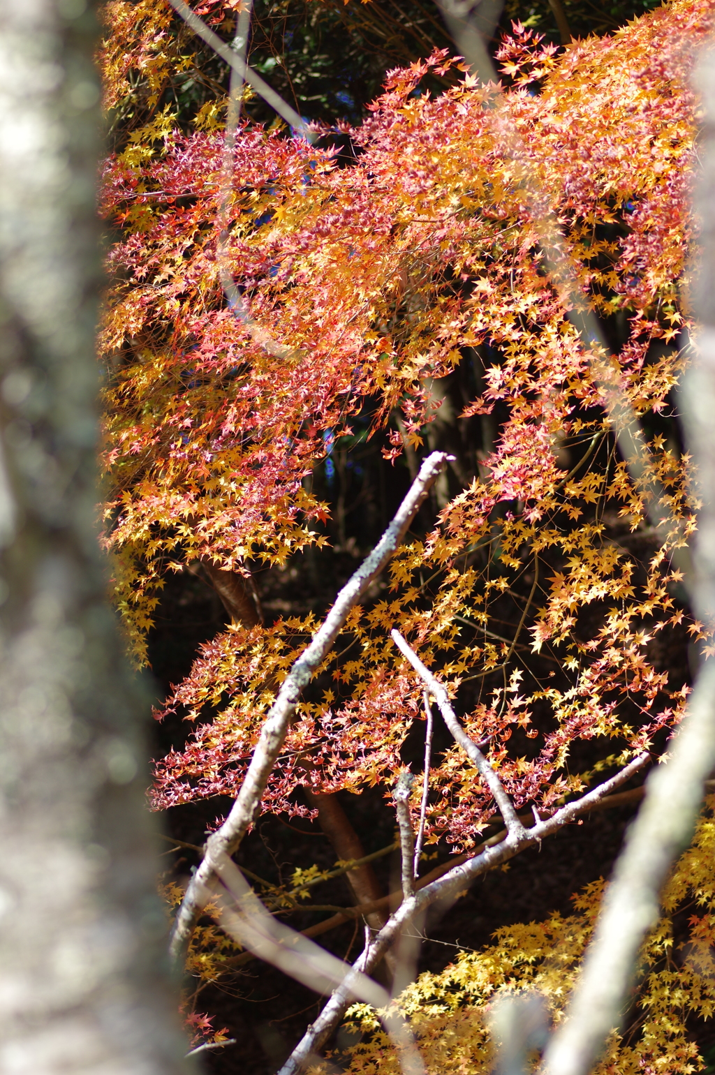 伊藤公記念公園の紅葉