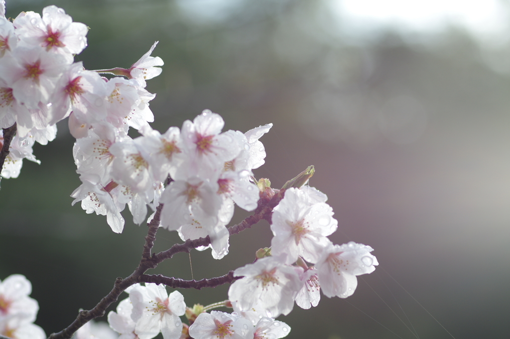 雨上がり一人でお花見