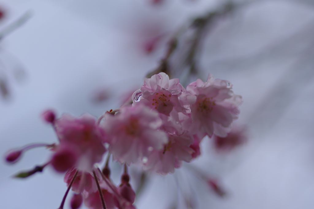 雨上がり一人でお花見