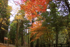 紅葉狩り２０２１