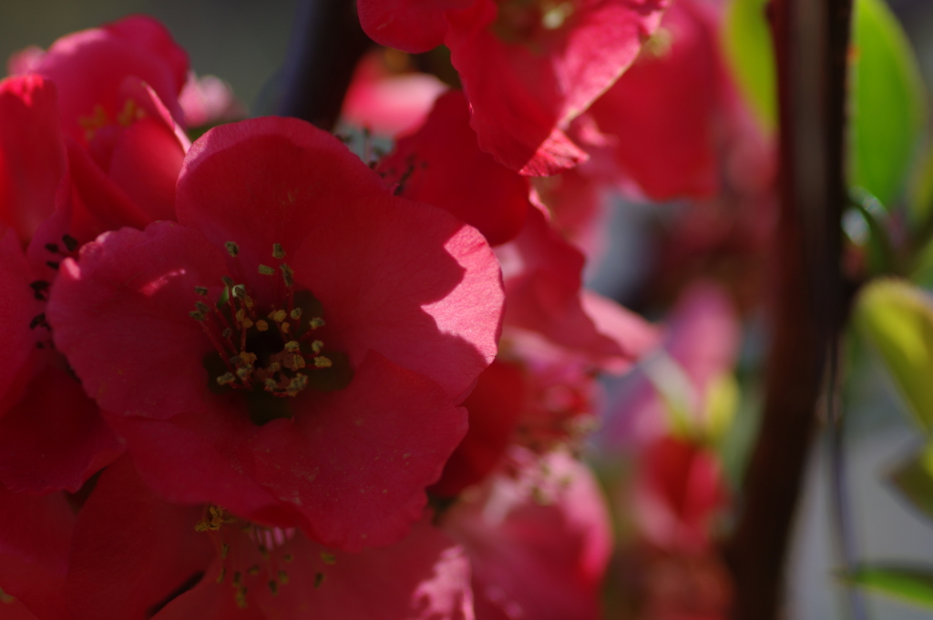 ひっそりと咲いていた木瓜の花