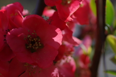 ひっそりと咲いていた木瓜の花