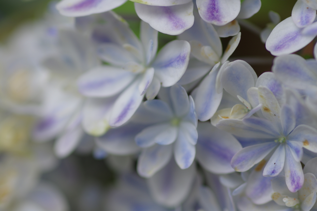 実家の紫陽花（雨上がり）