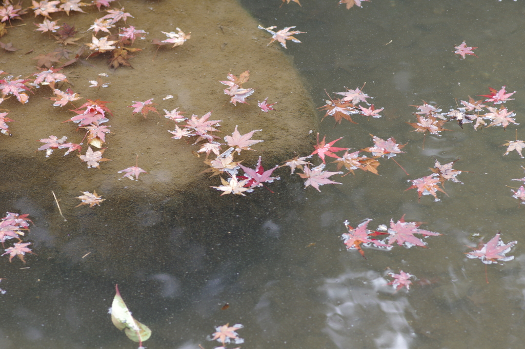親子で紅葉狩り