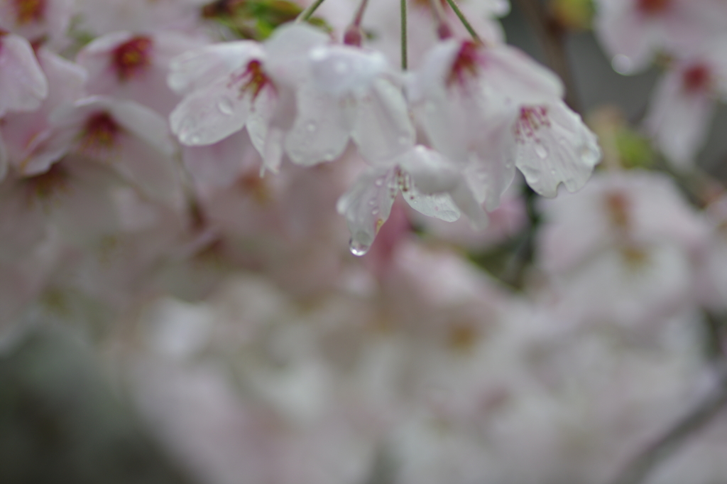 雨上がり一人でお花見