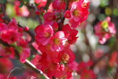 ひっそりと咲いていた木瓜の花