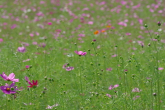 秋桜