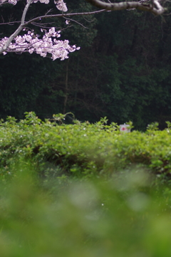 雨上がり一人でお花見