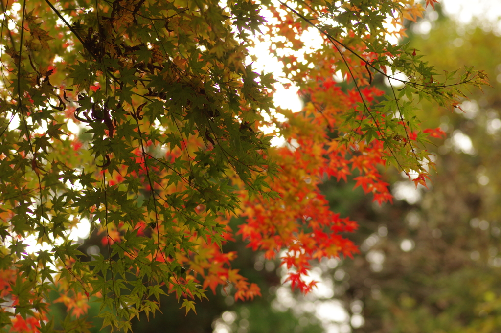 紅葉狩り２０２１