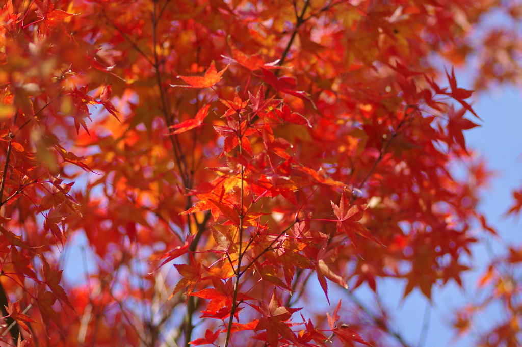 ようやく色づいた庭紅葉