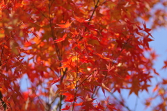 ようやく色づいた庭紅葉