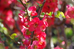 ひっそりと咲いていた木瓜の花