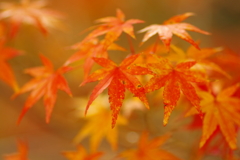 夫婦で紅葉狩り