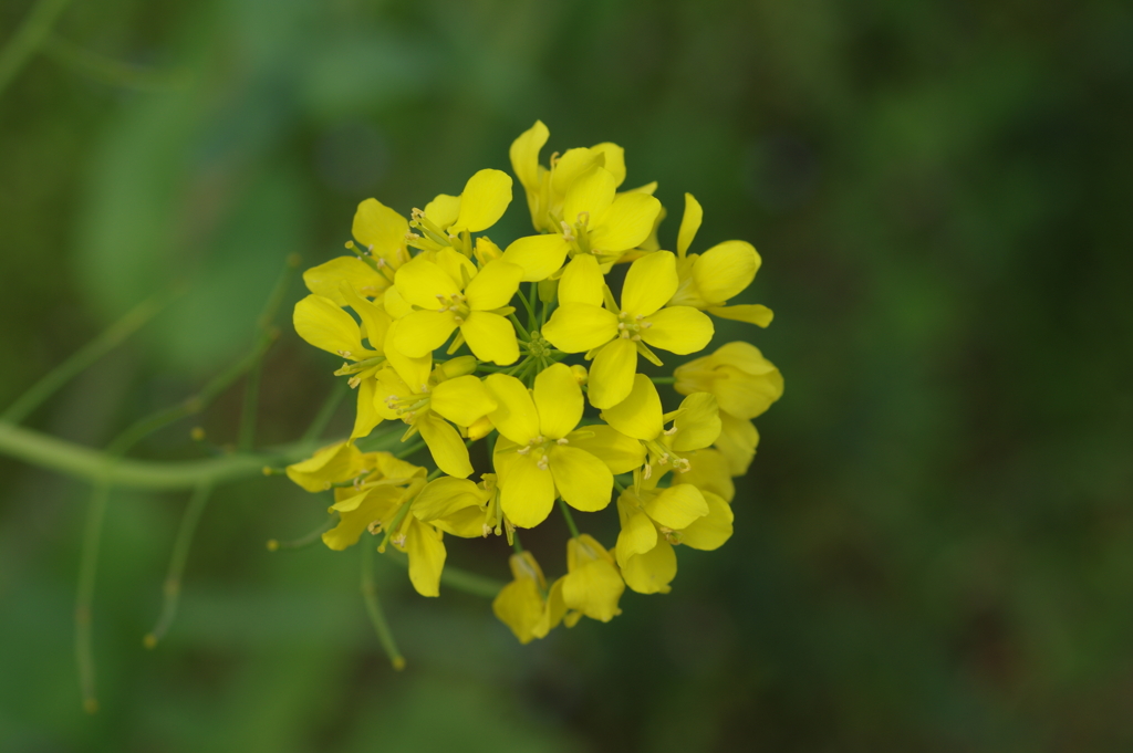 続花見は写真で