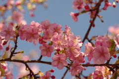 河津桜2020