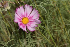 親子で秋桜撮影