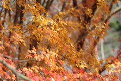 伊藤公記念公園の紅葉