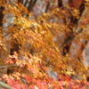 伊藤公記念公園の紅葉
