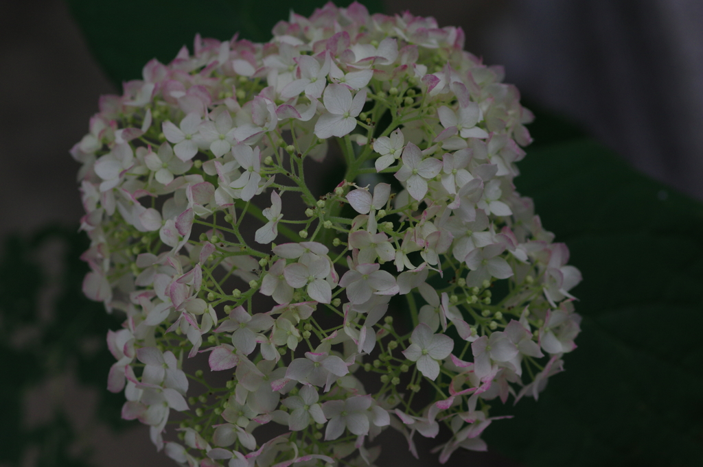 次々開花する紫陽花