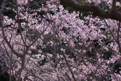 サクラサク別日