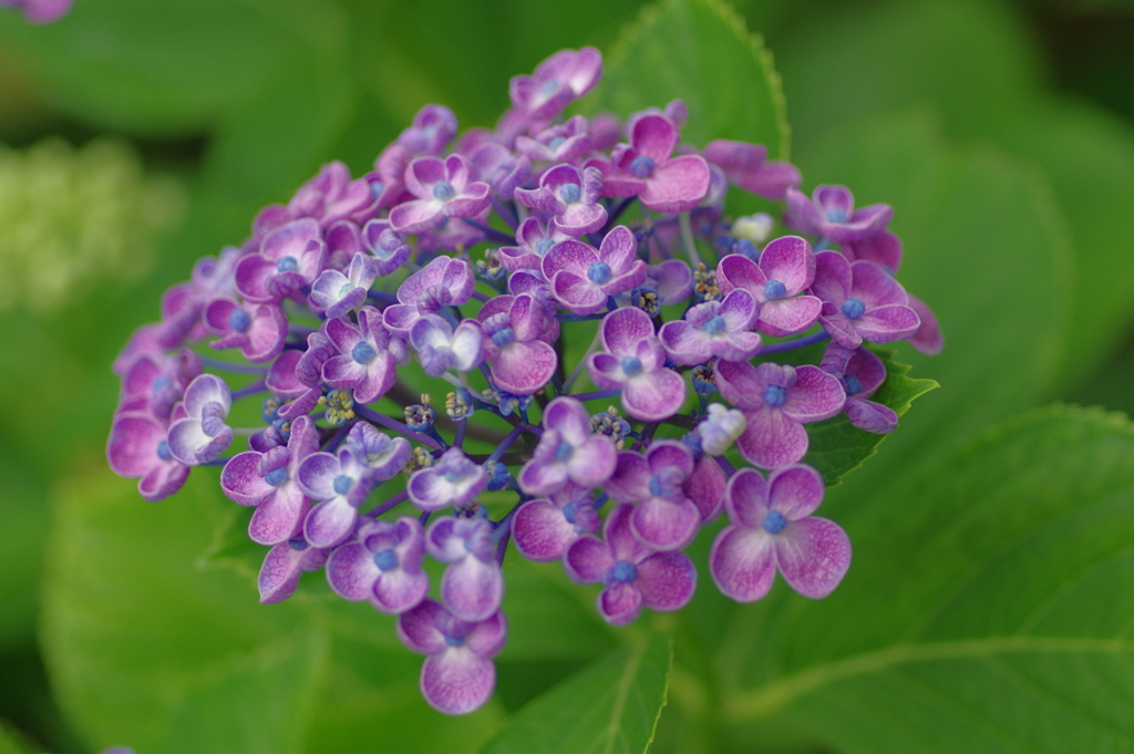 実家庭の紫陽花