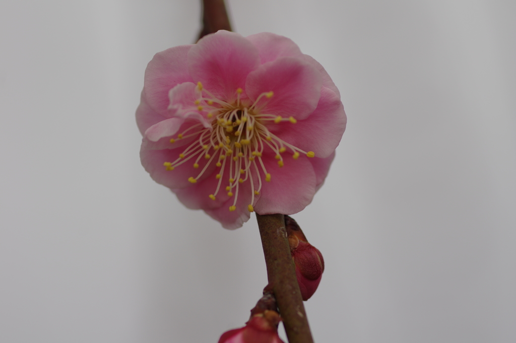 仕事帰りに梅園散策