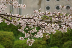 花見はカメラで