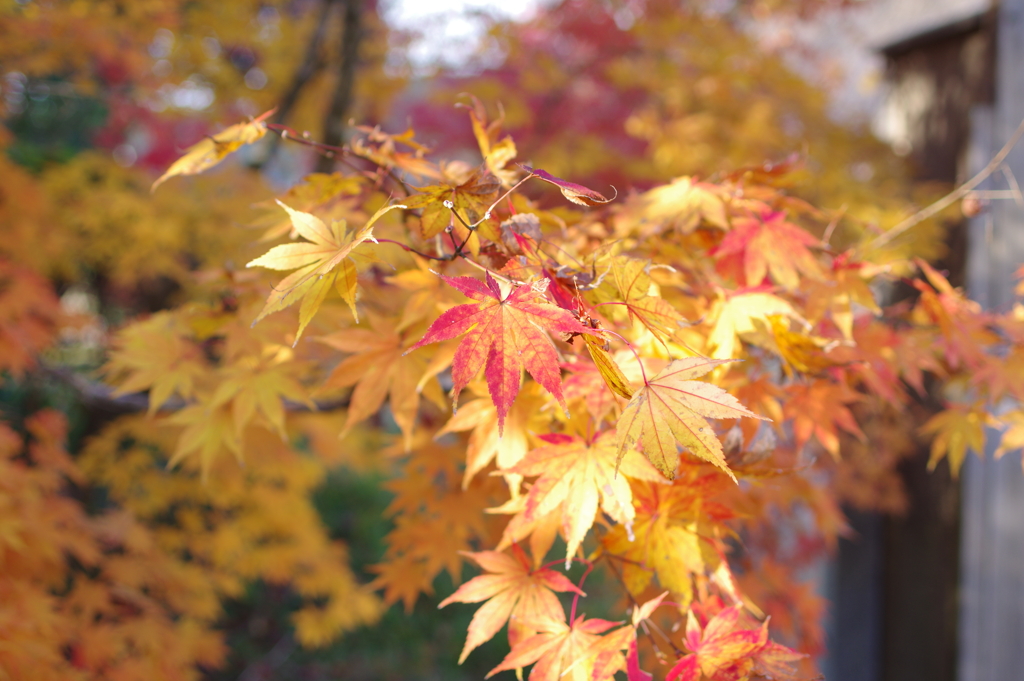 伊藤公記念公園の紅葉
