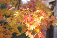 伊藤公記念公園の紅葉