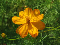 コンデジでカメラ練習中