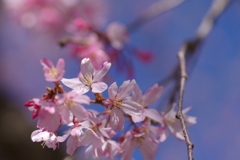 朝の花見
