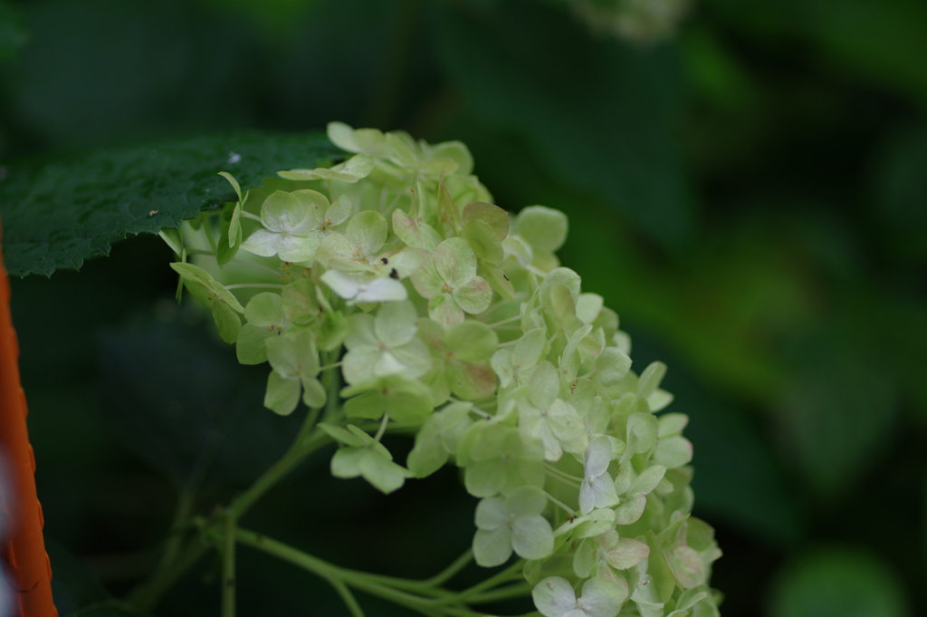 庭紫陽花