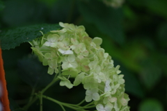 庭紫陽花