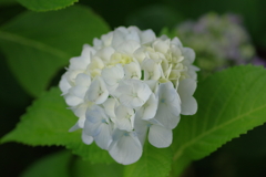 実家庭の紫陽花