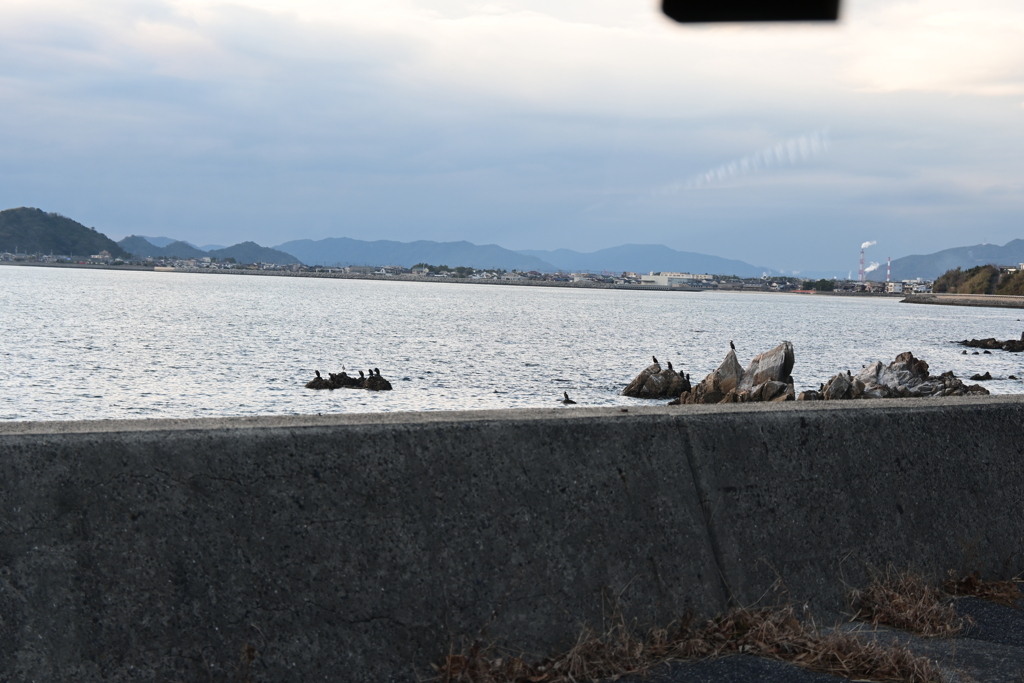 海鳥たちの憩い