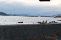 海鳥たちの憩い