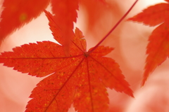 紅葉狩り2019