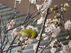 メジロ捉える