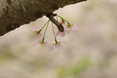雨上がりお花見2021