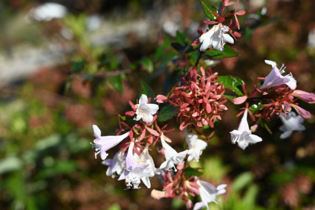 スポーツ公園内でウォーキング撮影