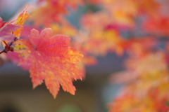 伊藤公記念公園の紅葉