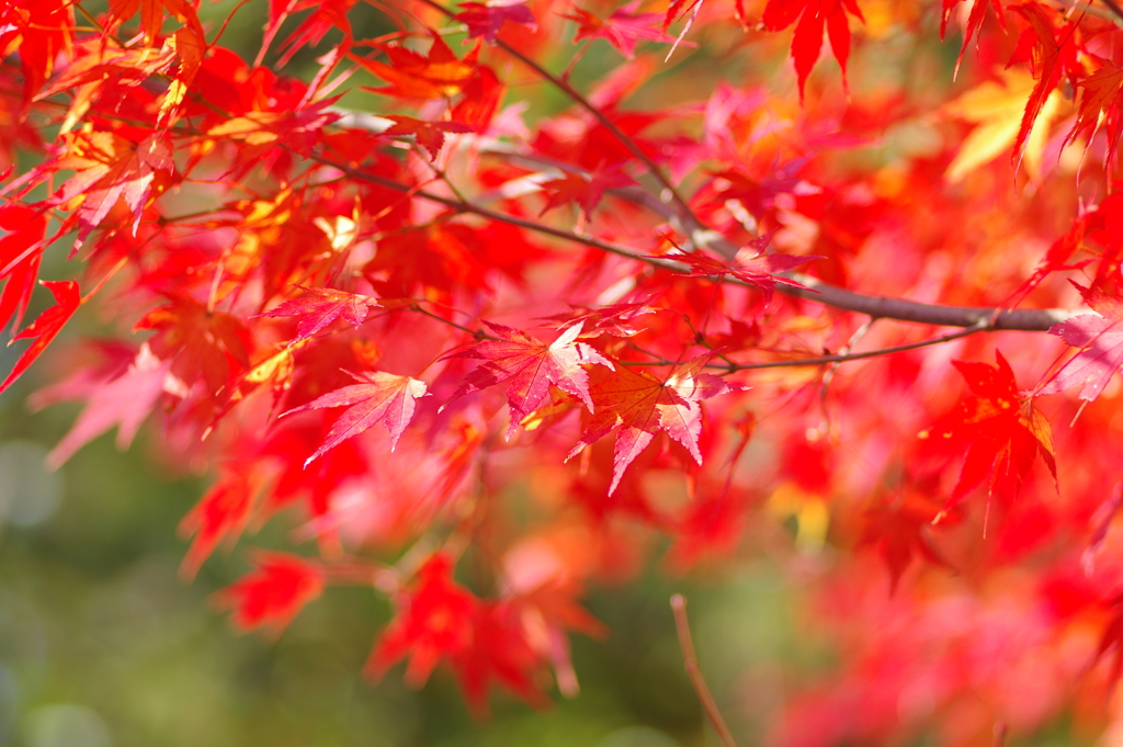 伊藤公記念公園の紅葉