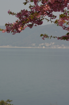 河津桜と海